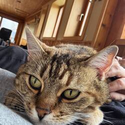 Unsere Bett-Schmusekatze Budshi