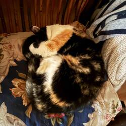 Suli die kleine Maus