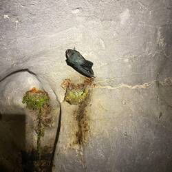 Salaganen sind Segler und die einzigen Vögel mit Echolotung