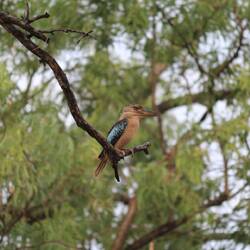 Blue Winged Kookaburra