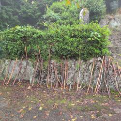 Pilgerstöcke angestellt