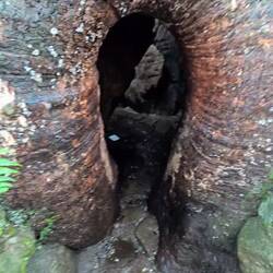 Einmal durch den Baum durch