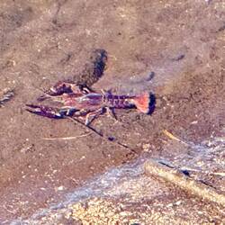 Un habitant du lac 😍