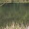Jumping fish