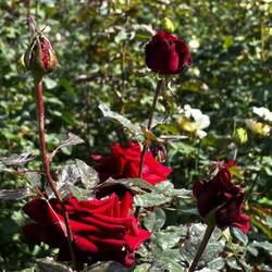 Roses are still blooming here