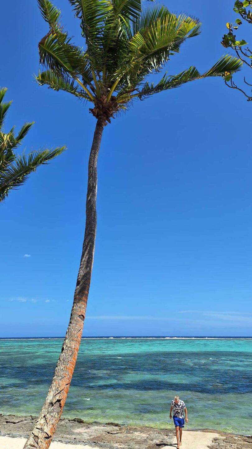 Die Palme ist abgeerntet - keine Gefahr