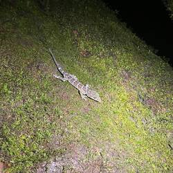 Giant Bent-toed Gecko