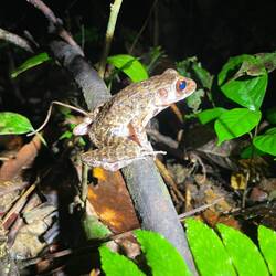Brown Marsh Frog