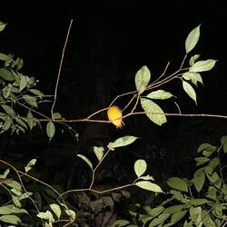 Schlafender Eisvogel (Oriental Dwarf Kingfisher)