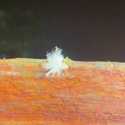 "Schneeflöckli"? 🤭