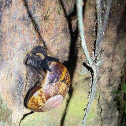 Bornean Land Snail