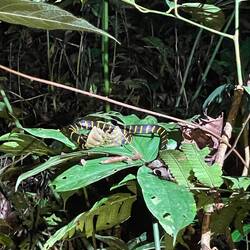 Mangrove Cat Snake