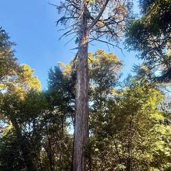 Le cèdre blanc du Mexique qui embaume la forêt 😍