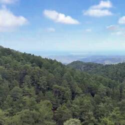 Video of the forest