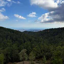 The view of the forest on the drive home