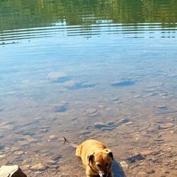 Et Cannelle la bienheureuse dans l'eau (il fait chaud ici c'est le bonheur 🥰)