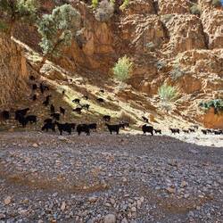 They have no problem with this terrain