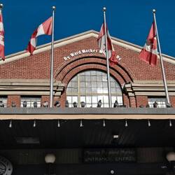 Byward Market pigeons figuring out which tourist has the best food
