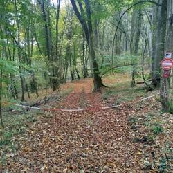 Ja, auch der Jakobsweg mitten im Wald kann gesperrt sein.