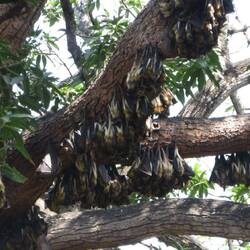 Fledermäuse im Uhuru Park
