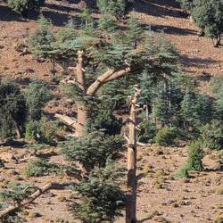 Scattered remnants of old cedar trees