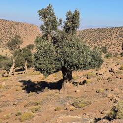 Stone oaks deal amazingly well with the arid climate