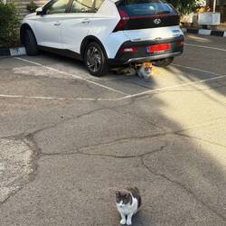The cats of Cyprus love our rental car! These strays are everywhere!