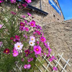 Photo credit to Amy. 🌸🌼