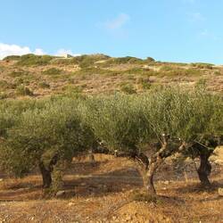 Olivenbäume for ever