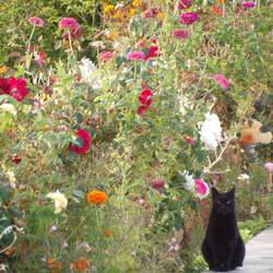 Blumengarten mit Katze