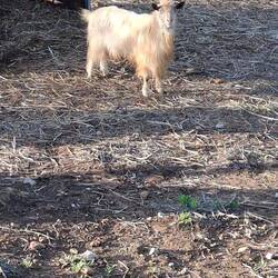 Eine sizilianische Ziege