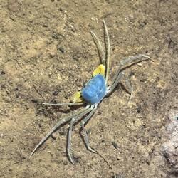 Blind Cave Crab