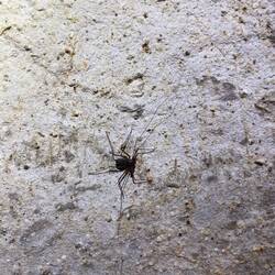 Höhlenskorpion (Tailess Whip Scorpion)