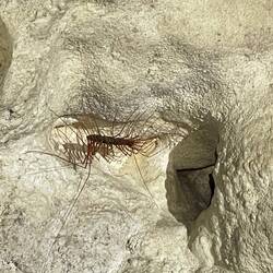 Hundertfüssler (Long-legged Centipede)