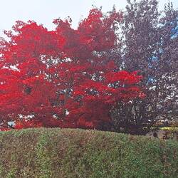 Real colour - no photo shop