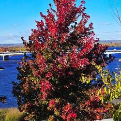 Oh those red maple leaves get me every time❤️