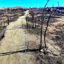 Spuren vom Wildfire Juli 25.