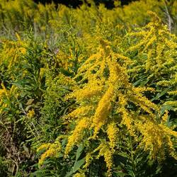 Solidago (Goldenrod) grows everywhere