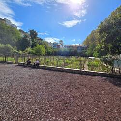 Communal Garden