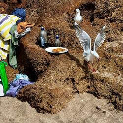 Die Möven und die Erdnussbutter Toasts... ganz unterhaltsam!