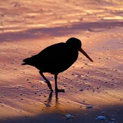 Early bird 🤣🤣🤣