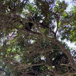 Mal wieder ein sehr bemühter Singvogel... 😍 ein TUI!