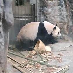 Pandas are national treasures in China, and Meng Er is no exception.