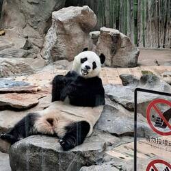 Meet MengMeng: b.13-Sep-2006, mother of 5 inc. Meng Er. Perhaps not too ladylike in her posture. 🤭