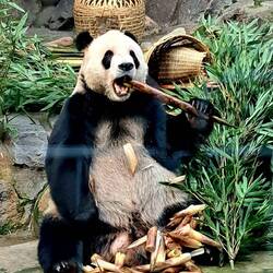 Meet Meng Er (Meng means 'cute', Er means the 2nd), son of Meng Meng; b.22-Aug-2013.