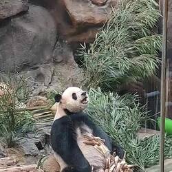 So they're not exciting in an animated way ... but they sure are cute. 🐼