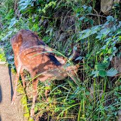 Das verängstigte Reh 🤥