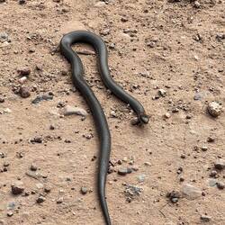 Die Schlange ist sehr neugierig, verkrümelt sich aber zurück ins Gebüsch.