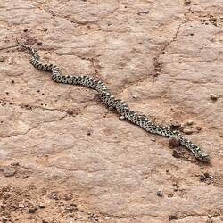 Die Schlange sonnt sich seelenruhig auf dem Weg.