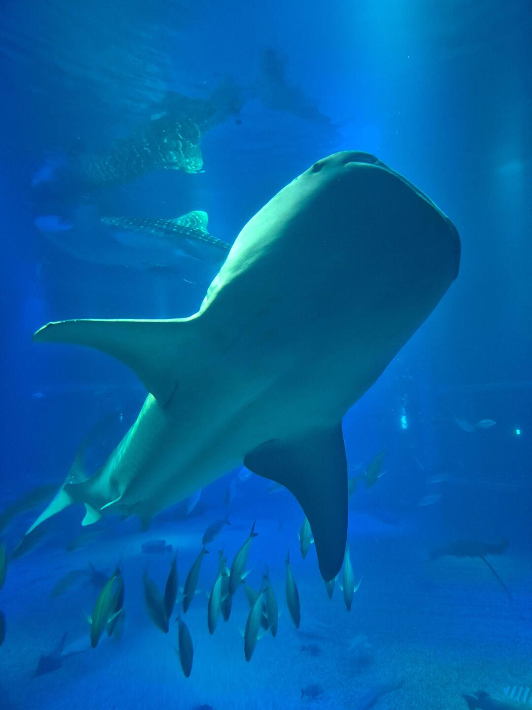 Walhaie im Aquarium Kaiyukan